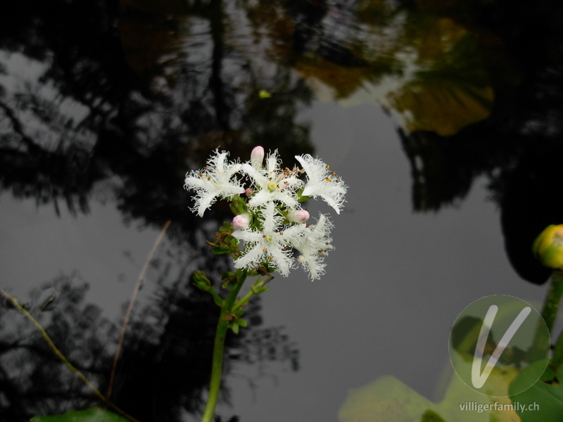 Fieberklee: Blüten
