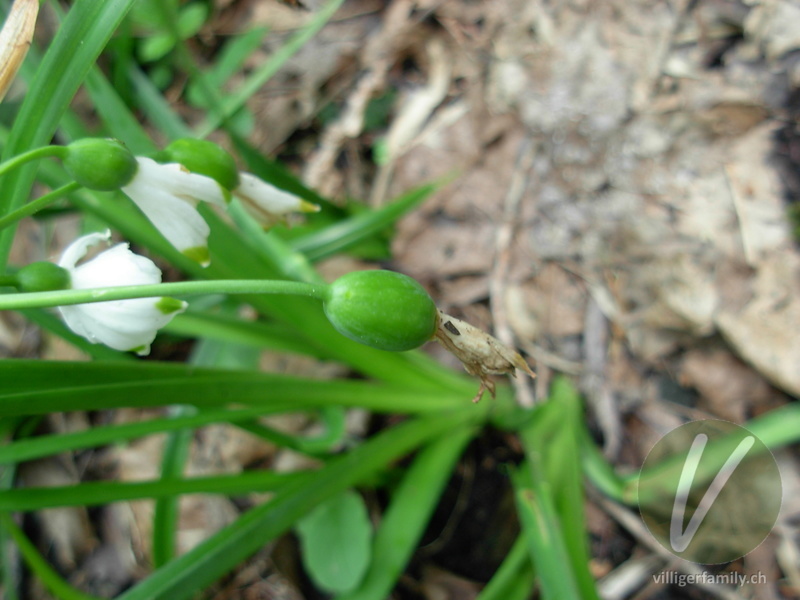 Sommerglöckchen: Früchte