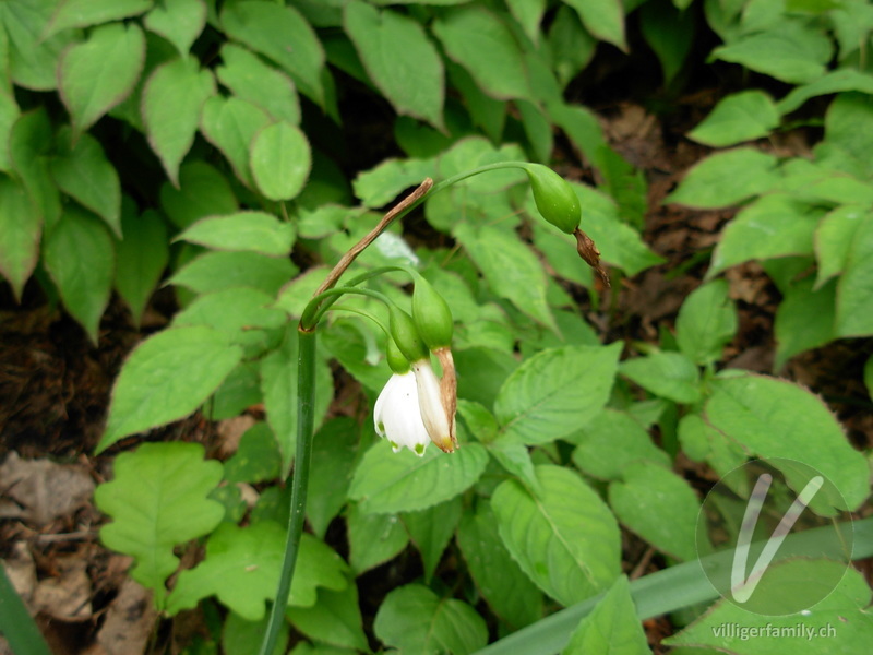 Sommerglöckchen: Blüten, Früchte