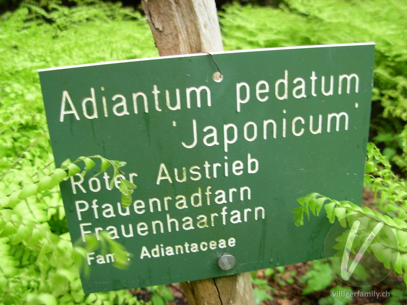 Pfauenrad-Frauenhaarfarn: Namensschild