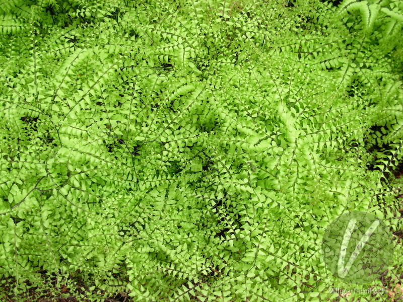 Pfauenrad-Frauenhaarfarn: Blätter