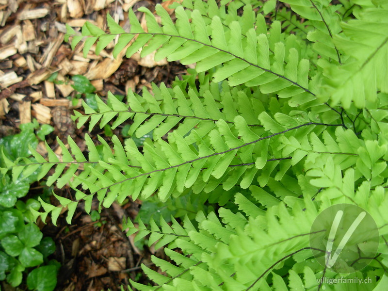Pfauenrad-Frauenhaarfarn: Blätter