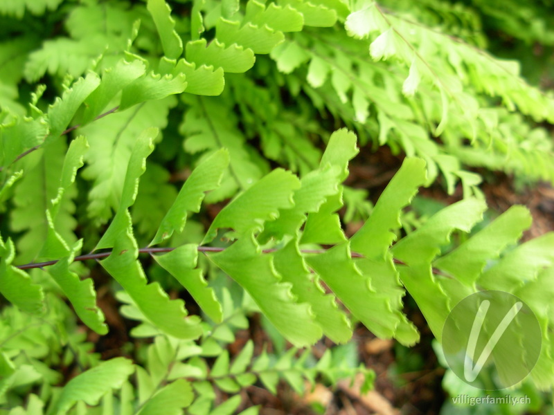 Pfauenrad-Frauenhaarfarn: Blätter