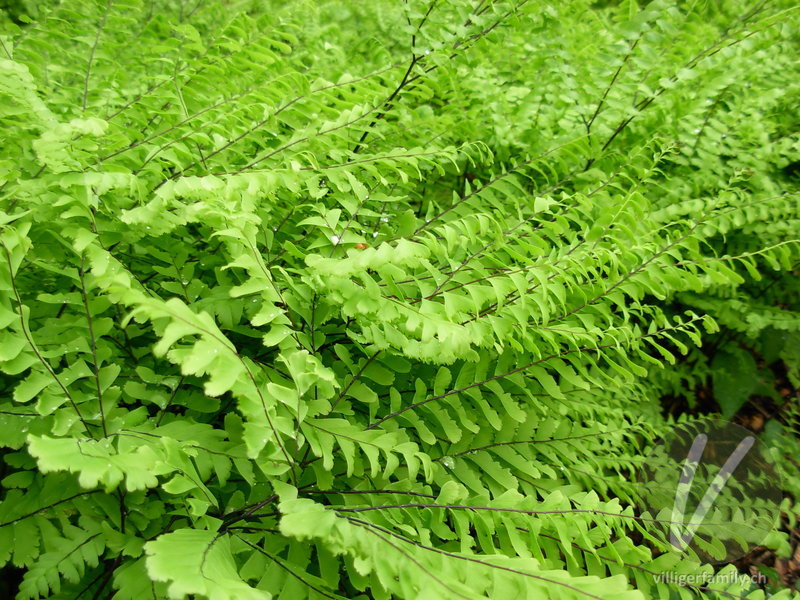 Pfauenrad-Frauenhaarfarn: Blätter