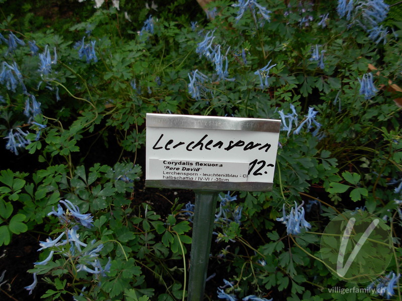 Blauer Lerchensporn: Namensschild
