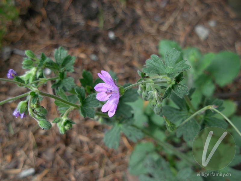 Weicher Storchschnabel: Blüten