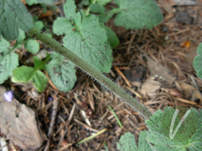 Weicher Storchschnabel: Stengel