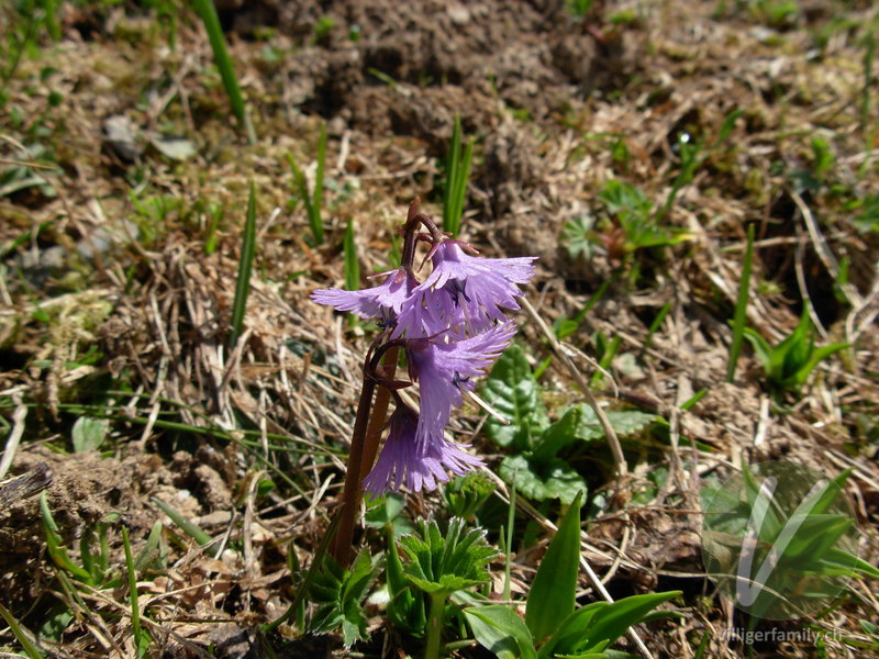 Grosses Alpenglöckchen: Blüten