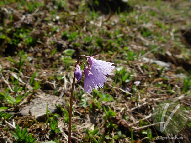 Grosses Alpenglöckchen: Blüten