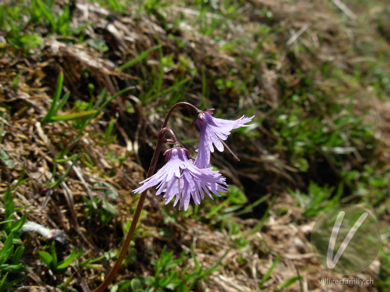 Grosses Alpenglöckchen: Blüten