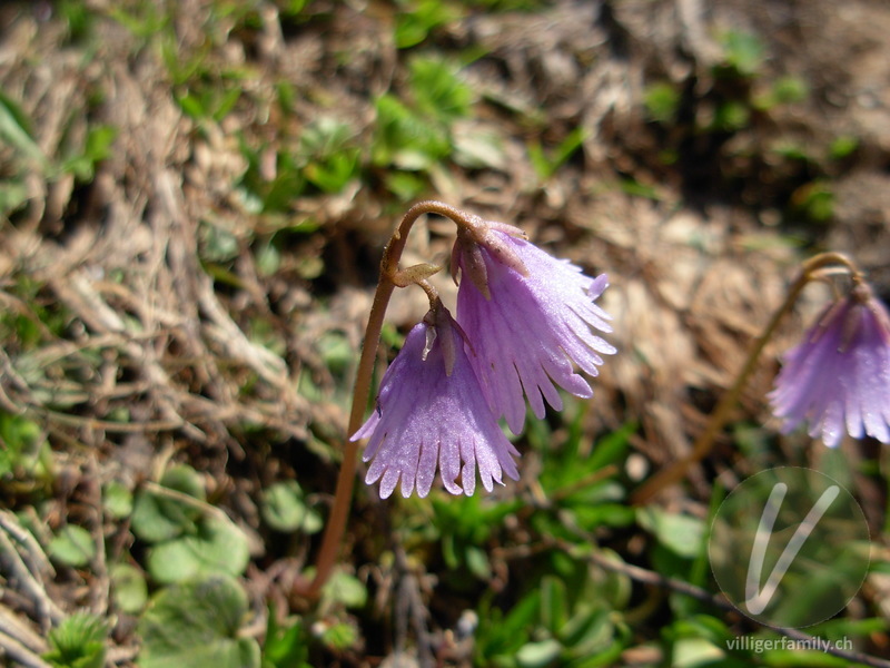 Grosses Alpenglöckchen: Blüten