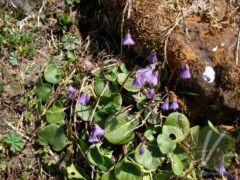 Grosses Alpenglöckchen: Gesamtbild, Blüten