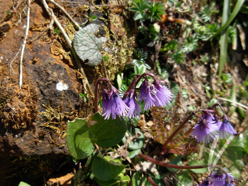 Grosses Alpenglöckchen: Gesamtbild, Blüten