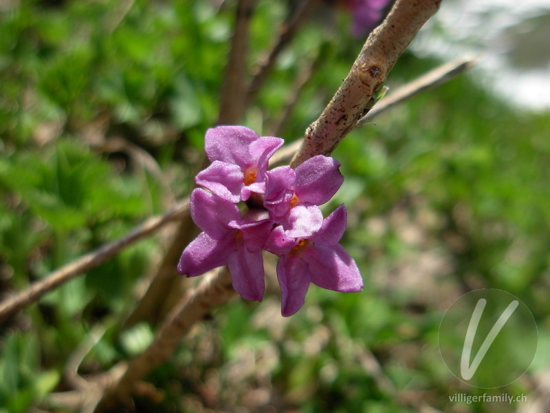 Echter Seidelbast: Blüten