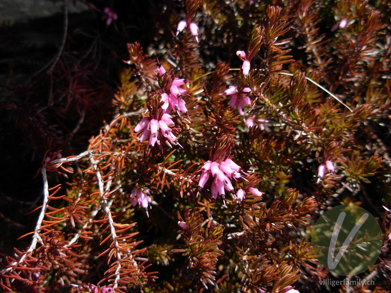 Schneeheide: Blüten, Gesamtbild