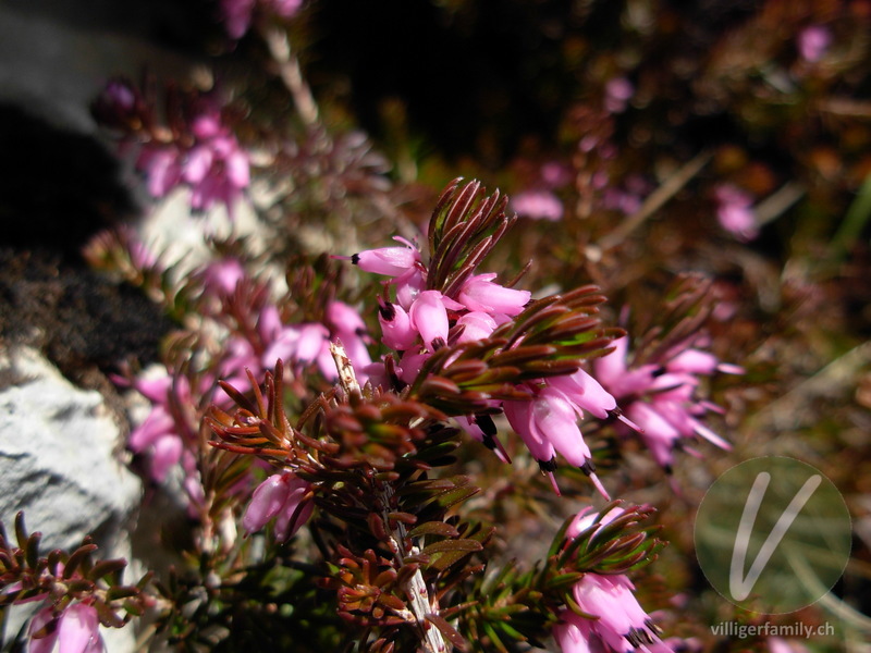 Schneeheide: Blüten