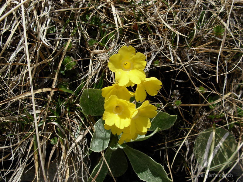 Aurikel: Blüten