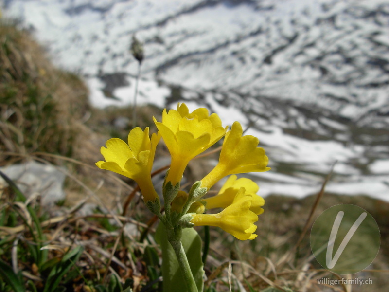 Aurikel: Blüten