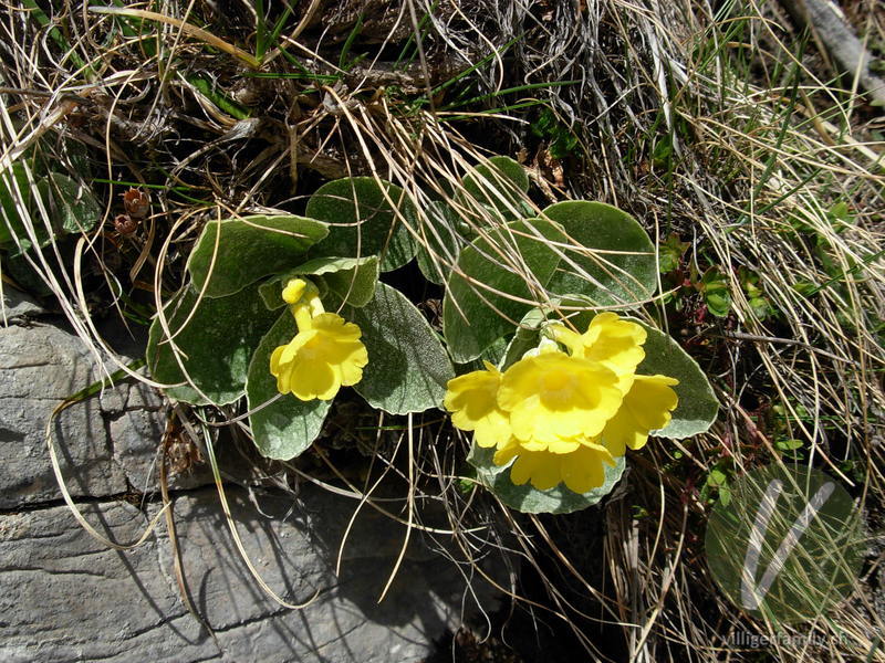 Aurikel: Blüten, Gesamtbild