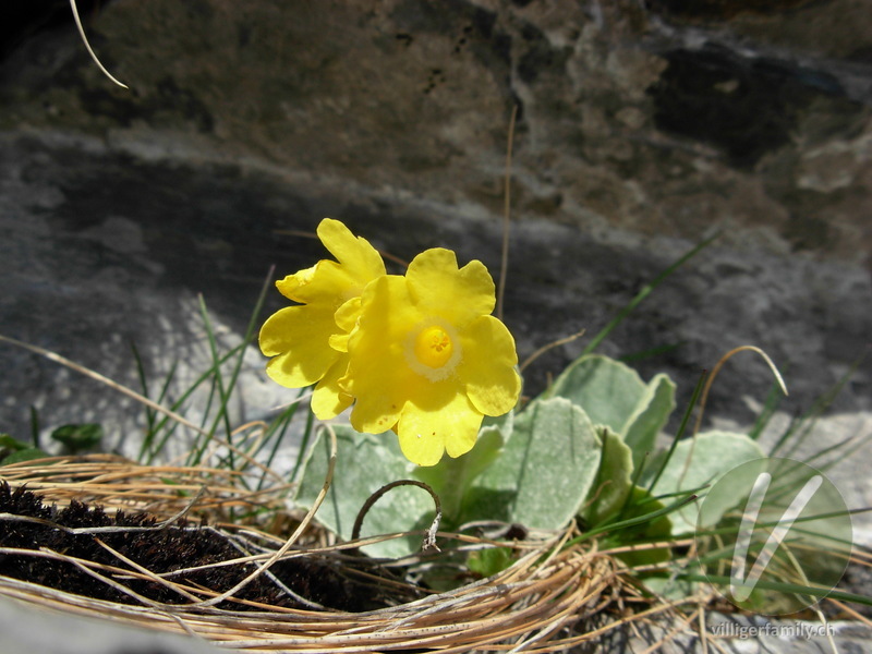 Aurikel: Blüten, Gesamtbild