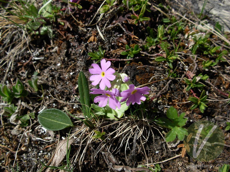Mehl-Primel: Blüten, Gesamtbild