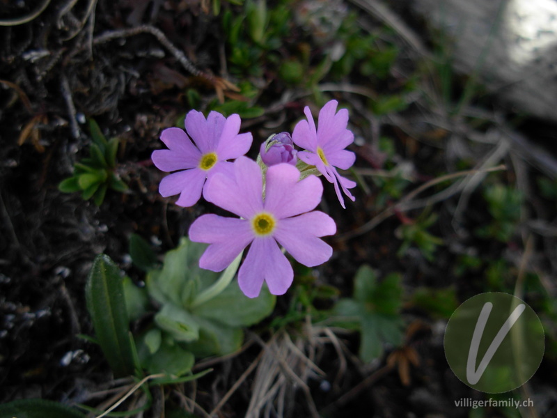 Mehl-Primel: Blüten