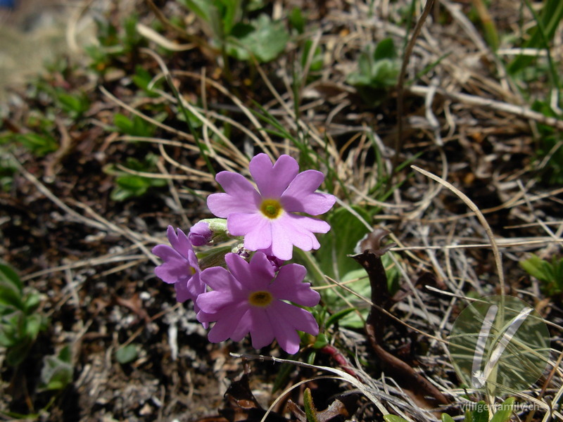 Mehl-Primel: Blüten