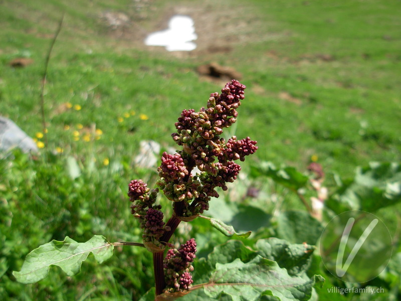 Alpen-Ampfer: Blüten