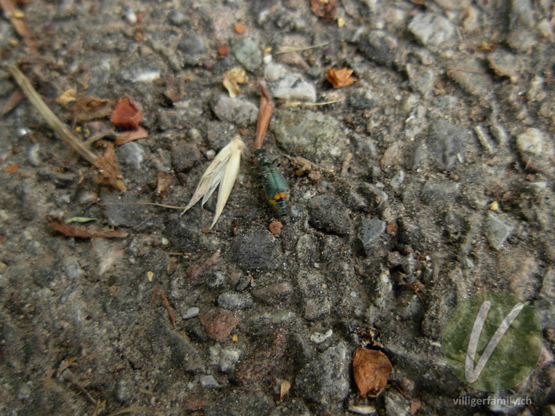 Zweifleckiger Zipfelkäfer: 