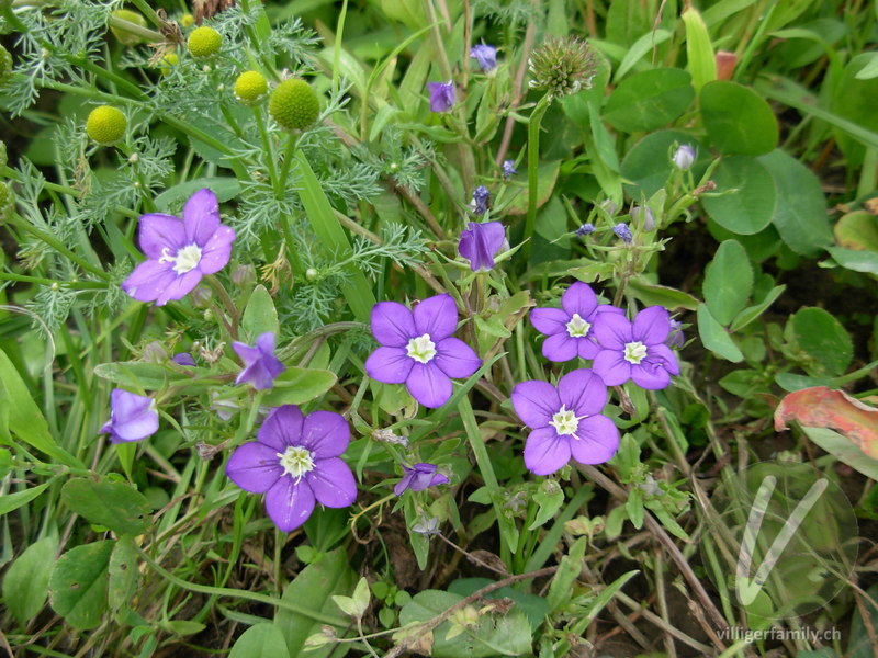 Venus-Frauenspiegel: Blüten