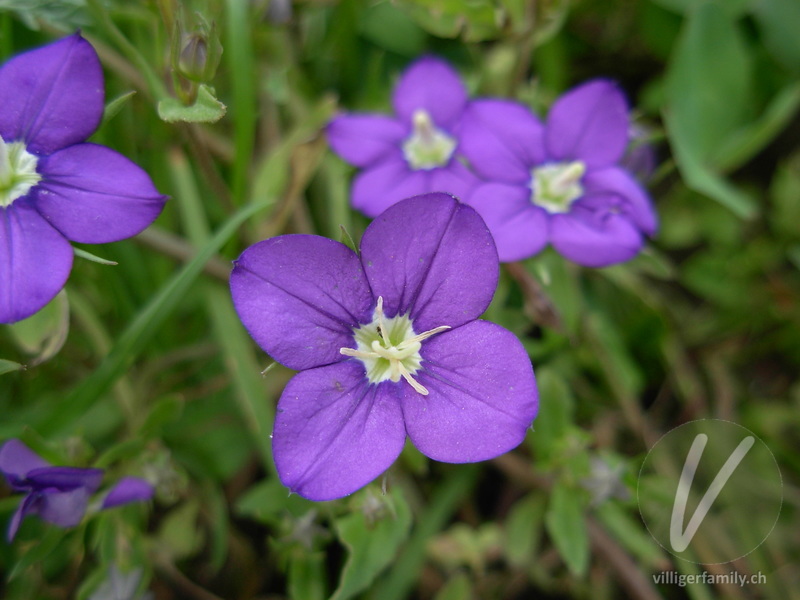 Venus-Frauenspiegel: Blüten