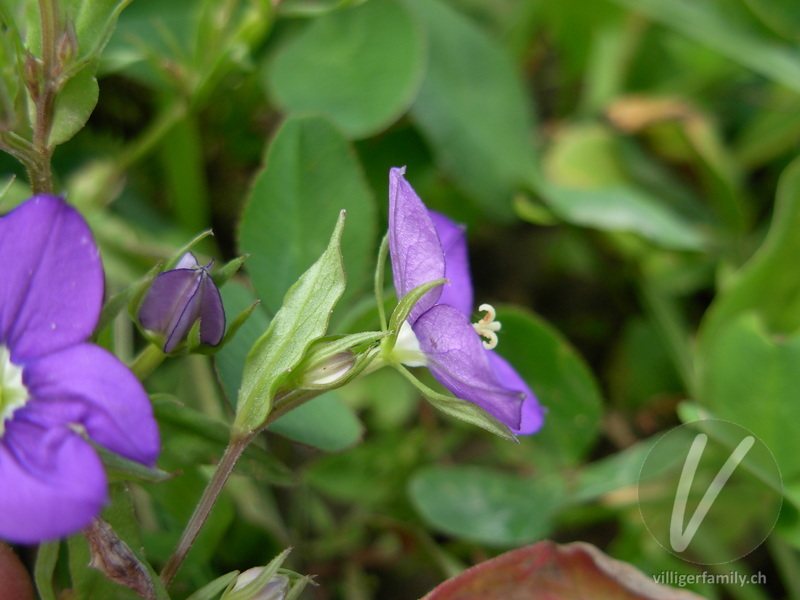 Venus-Frauenspiegel: Blüten