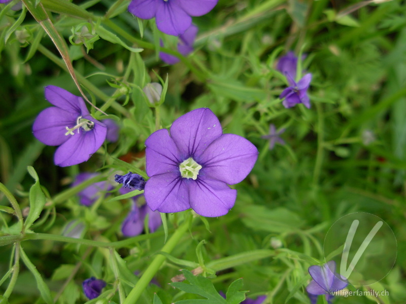 Venus-Frauenspiegel: Blüten