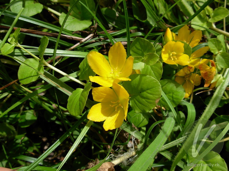 Pfennigkraut: Blüten, Gesamtbild