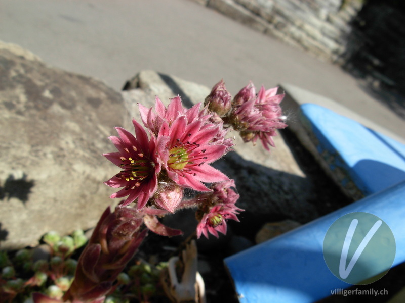 Spinnweb-Hauswurz: Blüten