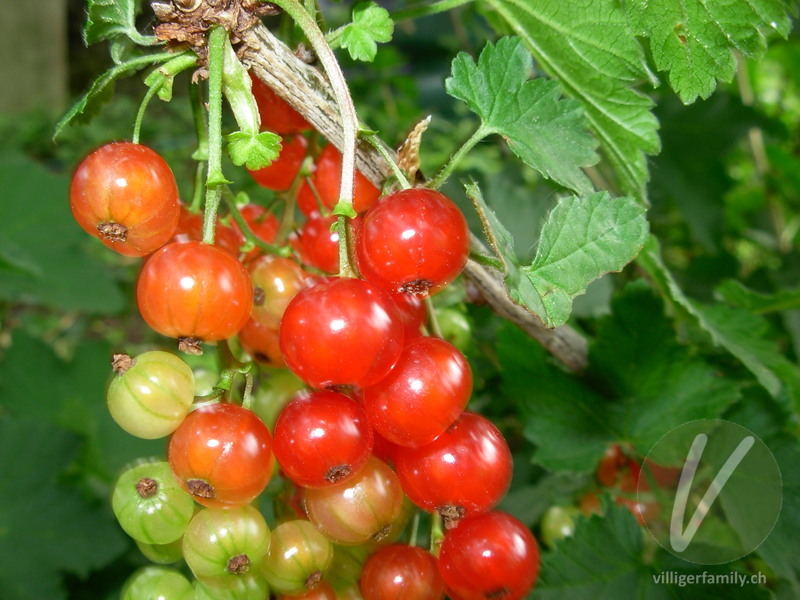 Rote Johannisbeere: Früchte