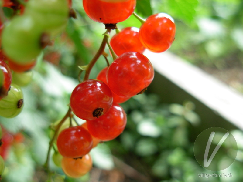 Rote Johannisbeere: Früchte