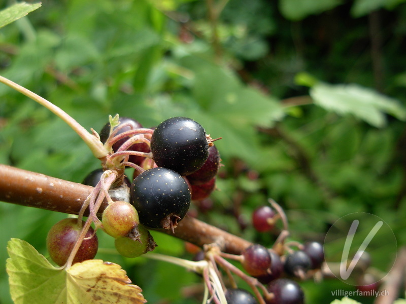 Schwarze Johannisbeere: Früchte