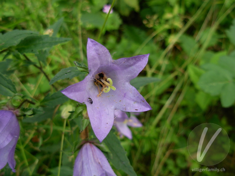 Nesselblättrige Glockenblume: Blüten