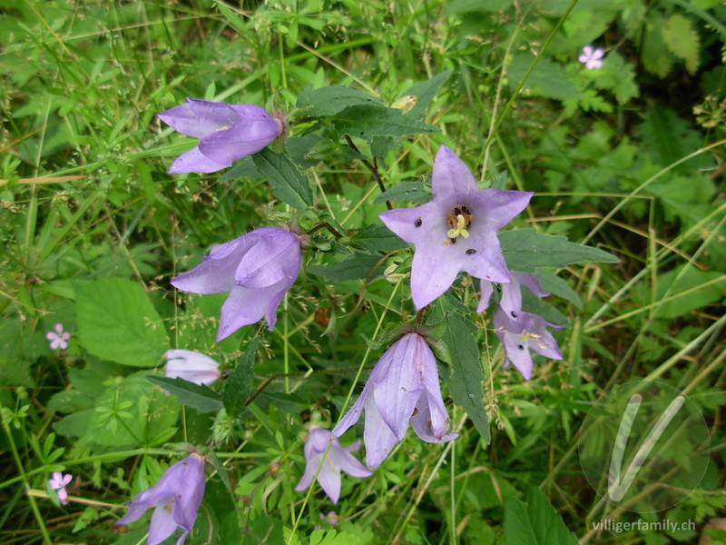 Nesselblättrige Glockenblume: Blüten, Gesamtbild