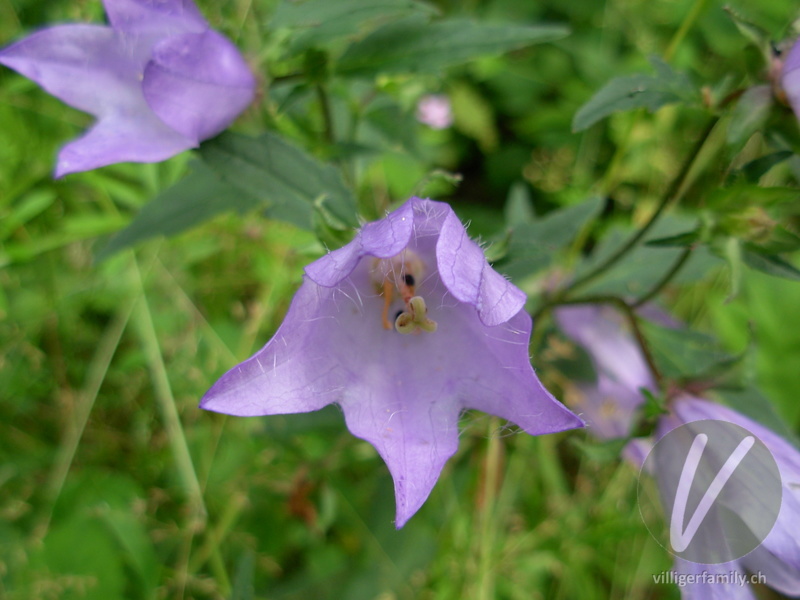 Nesselblättrige Glockenblume: Blüten