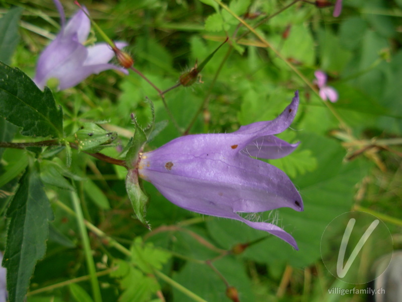 Nesselblättrige Glockenblume: Blüten