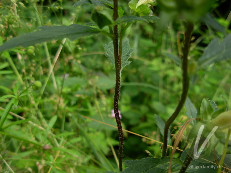 Nesselblättrige Glockenblume: Stengel