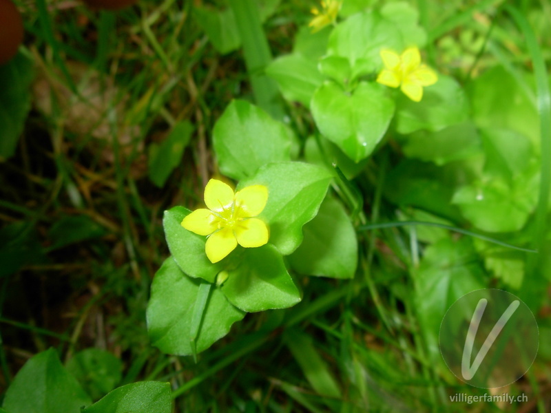 Hain-Gilbweiderich: Blüten, Gesamtbild