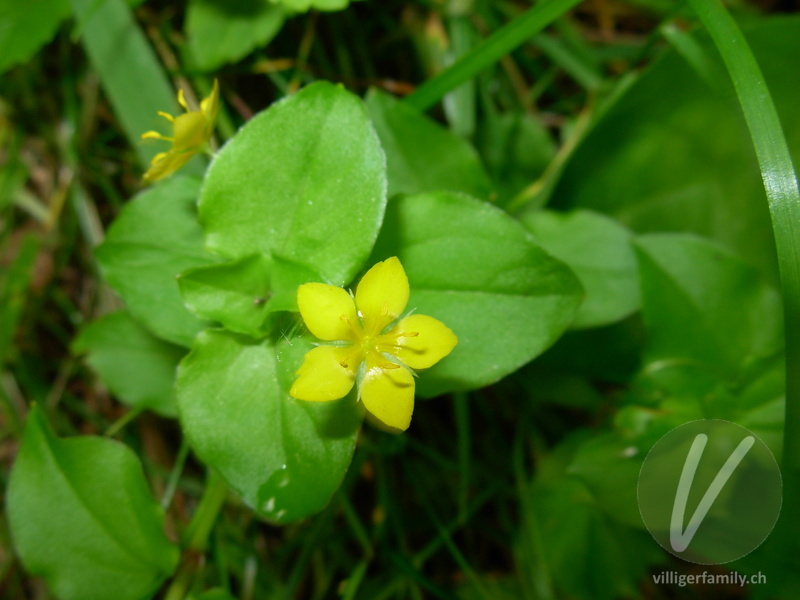 Hain-Gilbweiderich: Blüten