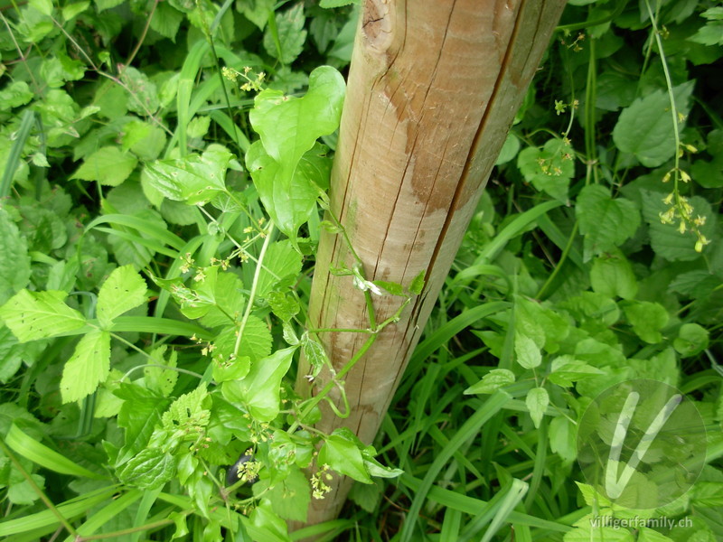 Hecken-Windenknöterich: Stengel, Gesamtbild