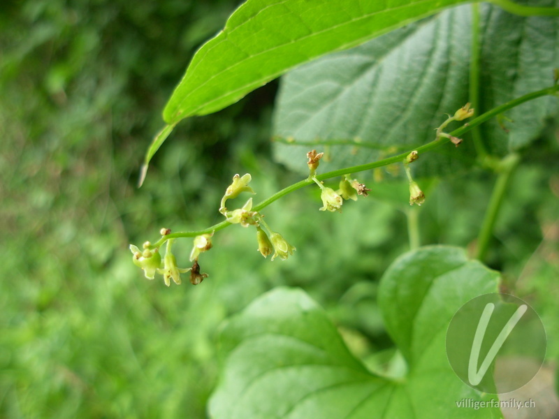 Hecken-Windenknöterich: Blüten
