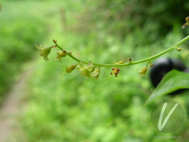 Hecken-Windenknöterich: Blüten