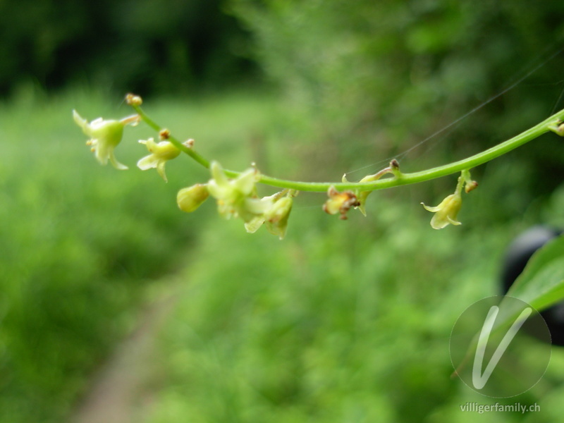 Hecken-Windenknöterich: Blüten