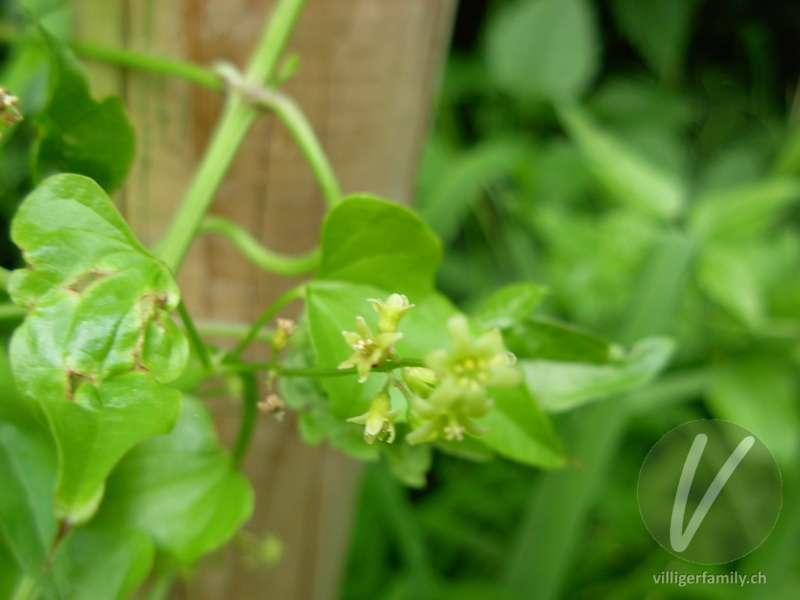Hecken-Windenknöterich: Blüten